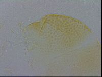 Pilatobius oculatus image