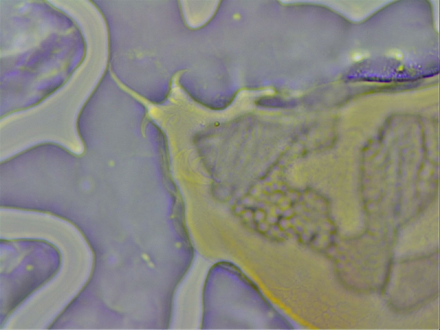 Pilatobius oculatus image