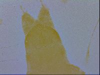 Pilatobius oculatus image