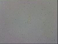 Pilatobius oculatus image