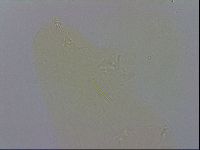 Adropion prorsirostre image