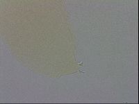 Adropion prorsirostre image
