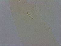 Adropion prorsirostre image