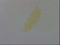 Adropion prorsirostre image