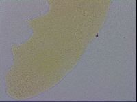 Adropion prorsirostre image