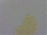 Adropion prorsirostre image