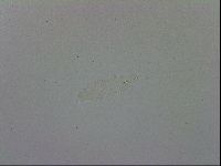 Adropion prorsirostre image