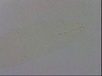 Adropion prorsirostre image