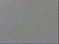 Adropion prorsirostre image