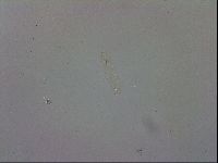 Isohypsibius prosostomus image