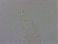Isohypsibius prosostomus image