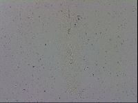 Adropion prorsirostre image