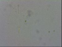 Adropion prorsirostre image