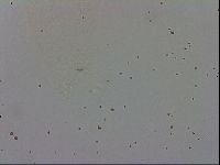 Adropion prorsirostre image