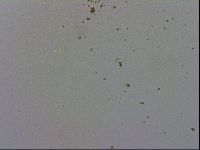 Adropion prorsirostre image