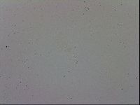 Adropion prorsirostre image