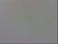 Adropion prorsirostre image