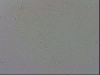 Adropion prorsirostre image