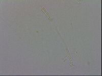 Adropion prorsirostre image