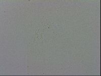 Adropion prorsirostre image