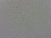 Adropion prorsirostre image