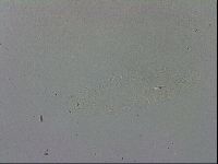 Adropion prorsirostre image