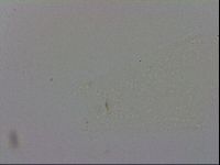 Adropion prorsirostre image
