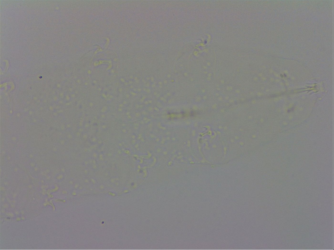 Adropion prorsirostre image