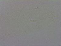 Adropion prorsirostre image