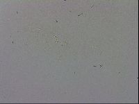 Adropion prorsirostre image