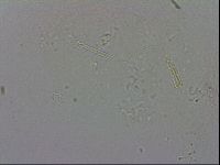 Adropion prorsirostre image