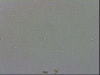 Adropion prorsirostre image