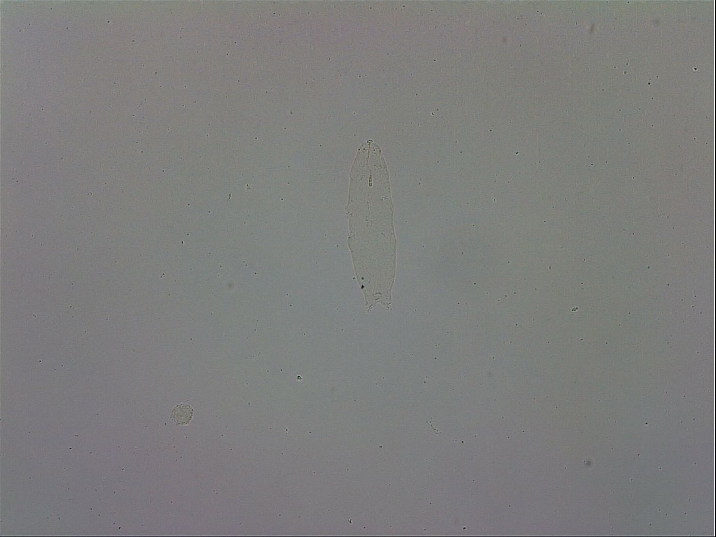 Adropion prorsirostre image