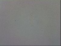 Adropion prorsirostre image