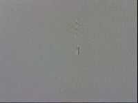 Adropion prorsirostre image