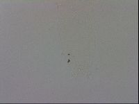 Media resource of Adropion prorsirostre