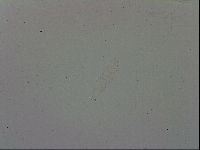 Adropion prorsirostre image