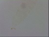 Adropion prorsirostre image