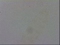 Adropion prorsirostre image
