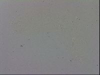 Adropion prorsirostre image