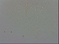 Adropion prorsirostre image
