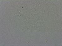 Adropion prorsirostre image