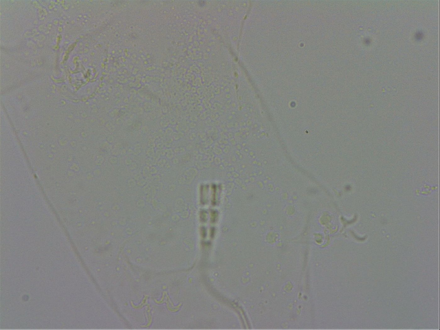 Adropion prorsirostre image