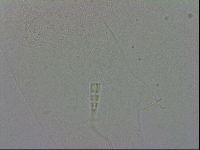 Adropion prorsirostre image
