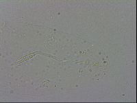 Adropion prorsirostre image
