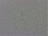 Adropion prorsirostre image