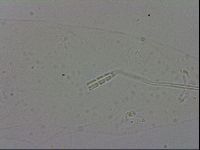 Adropion prorsirostre image