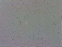 Adropion prorsirostre image