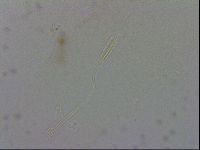 Adropion prorsirostre image