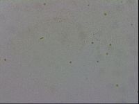 Adropion prorsirostre image